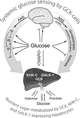 The Central Role of Glucokinase in Glucose Homeostasis: A Perspective 50 Years After Demonstrating the Presence of the Enzyme in Islets of Langerhans